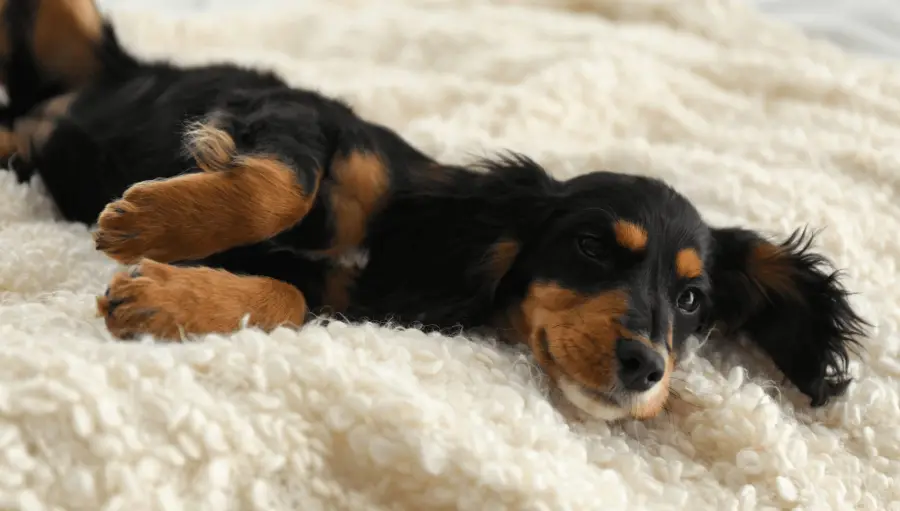 Perro pequeño descansando sobre una manta blanca